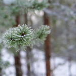 053期双色球历史开奖全记录与数据分析 kau52ua