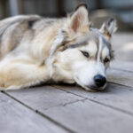 052期历史开奖结果回顾与详细数据分析 wi4z9w