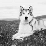 051期双色球历史开奖号码全记录与走势深度解析 z1z9ebga